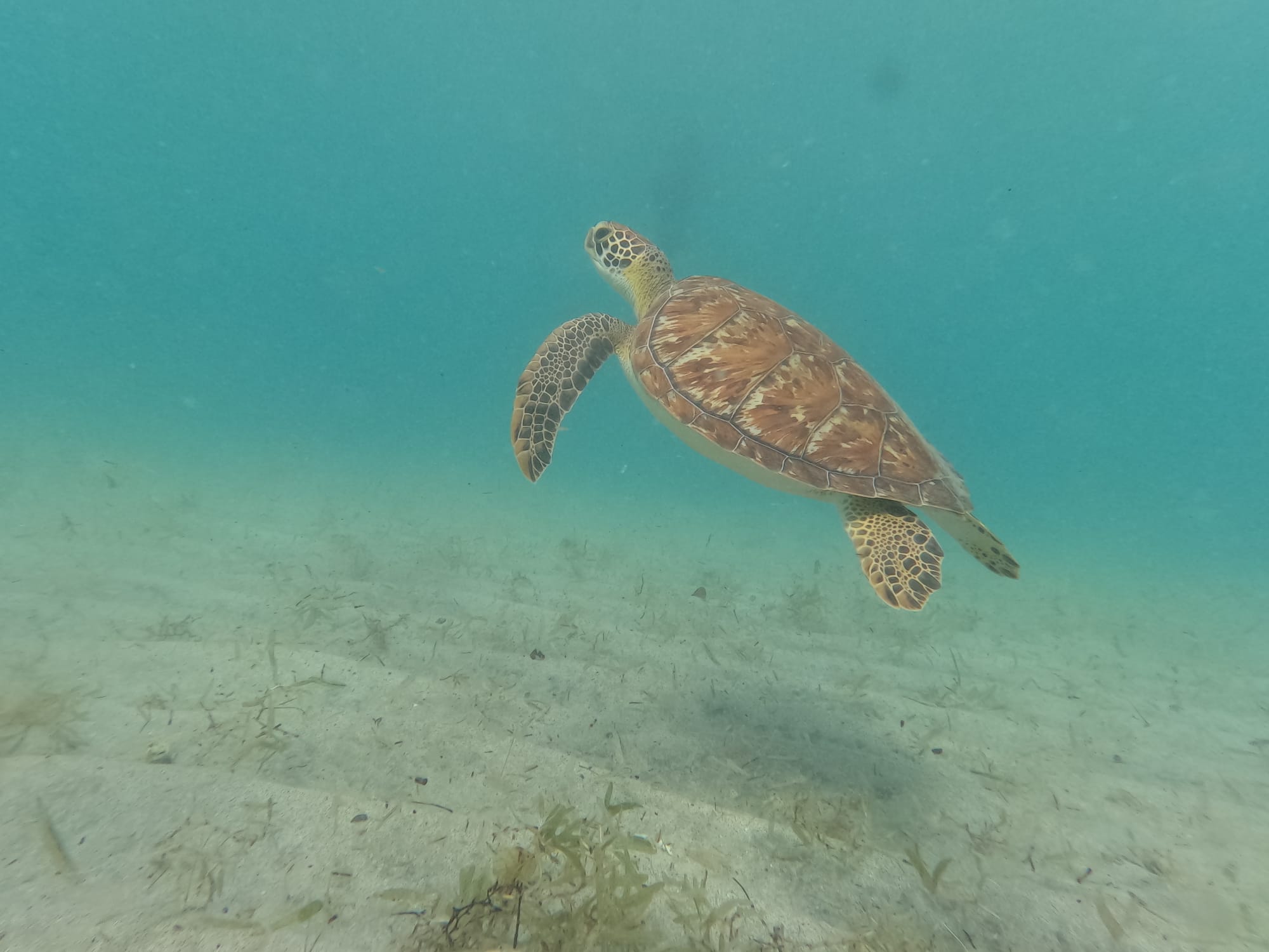 Balade aux Anses d'Arlet et observation des tortues