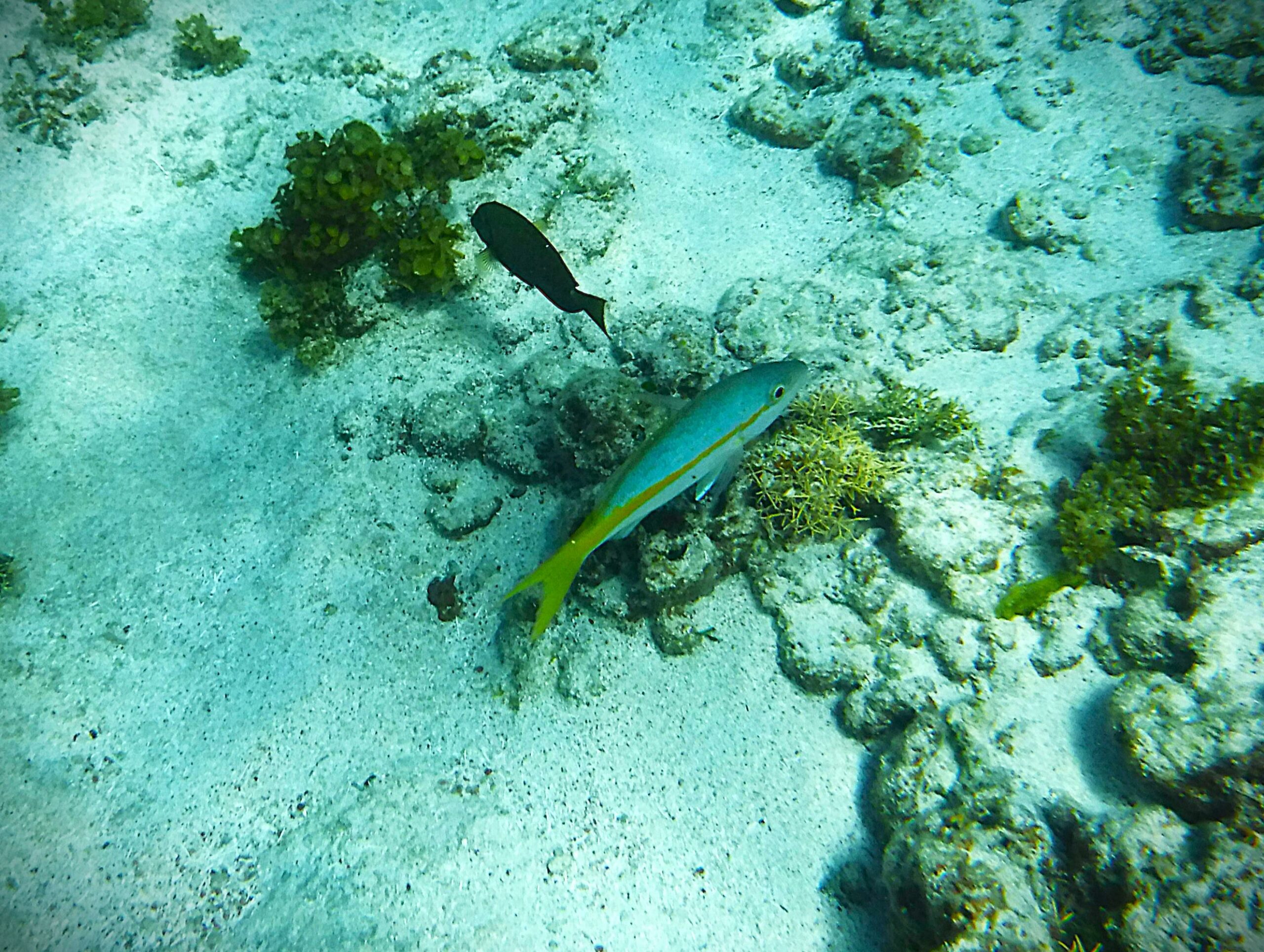 Découverte du littoral martiniquais lors d'une sortie snorkeling