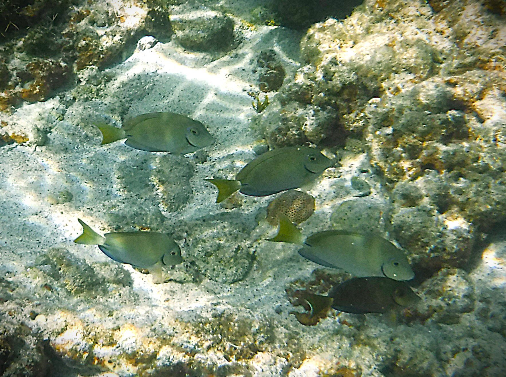 Sortie privatisée snorkeling en Martinique