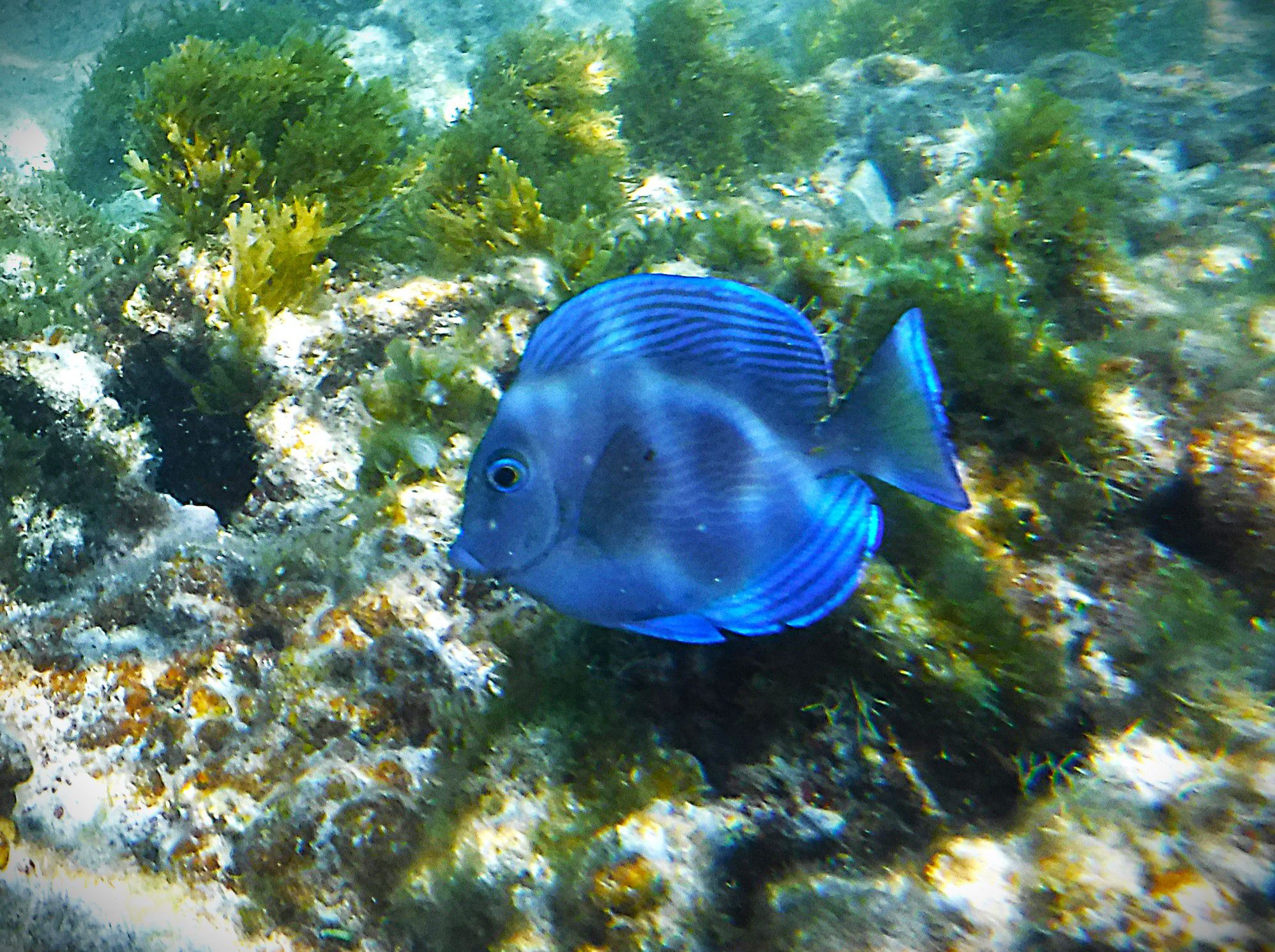 Balade snorkeling et découverte dans le sud de la Martinique