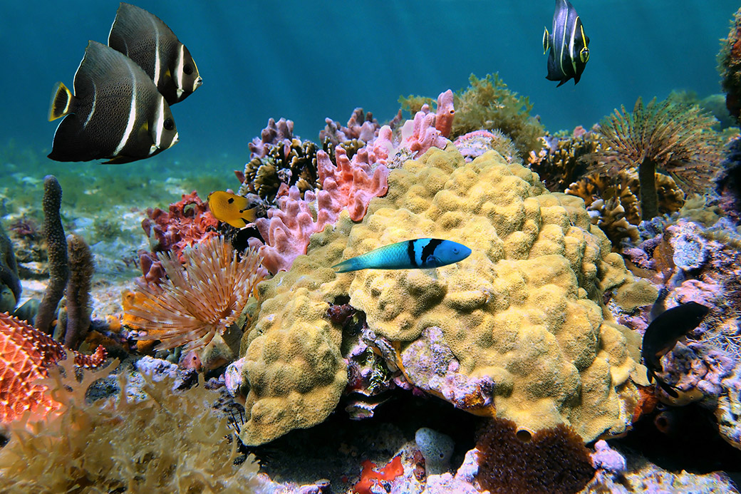 Sortie snorkeling et découverte en Martinique