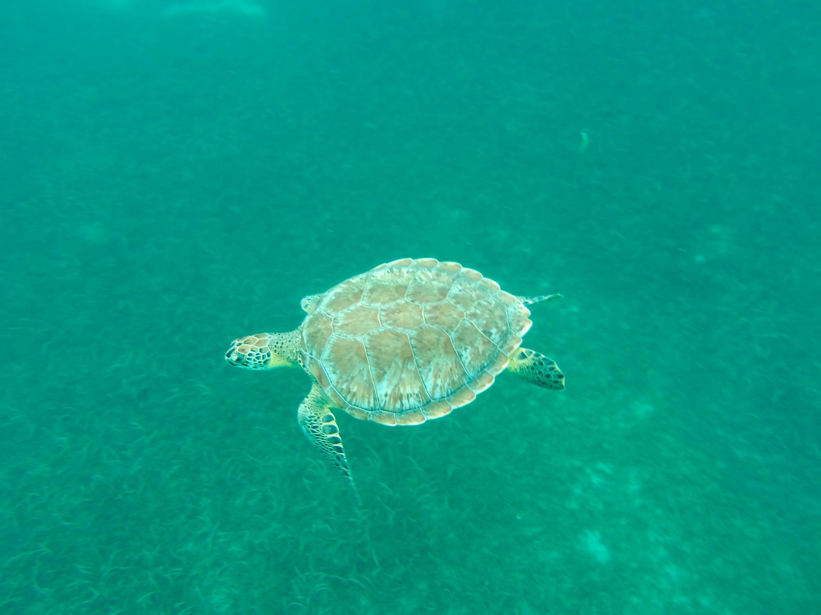 Découverte des tortues en Martinique